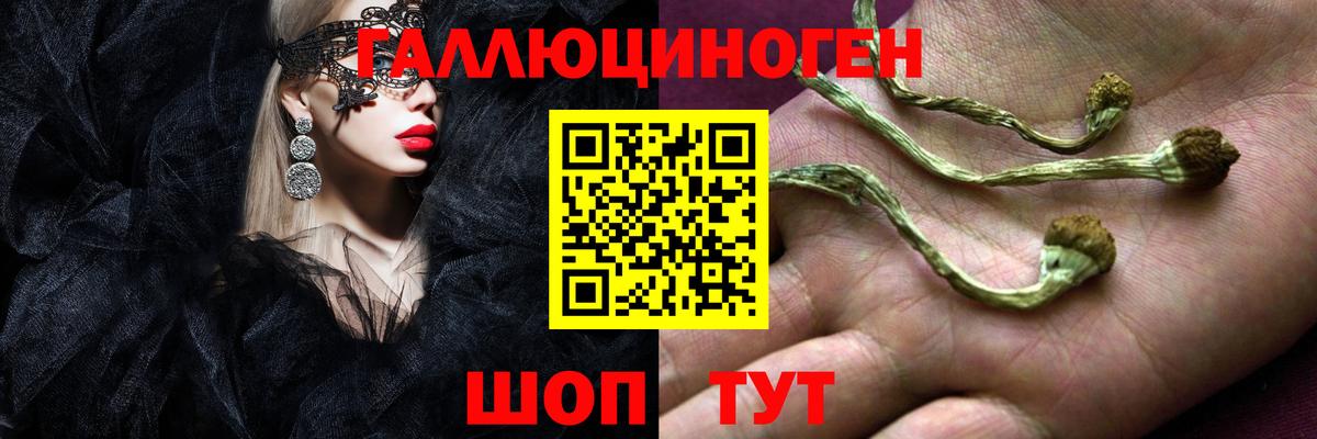 Новокубанск  Галлюциногенные грибы Psilocybe  Вход с VPN 